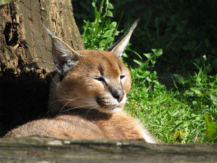 Lynx