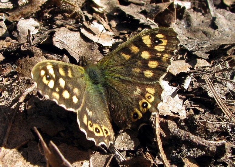Vlinder