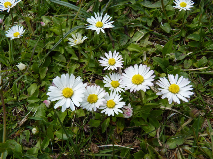 Bloemen