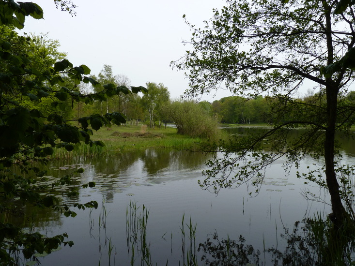 Tenellaplas