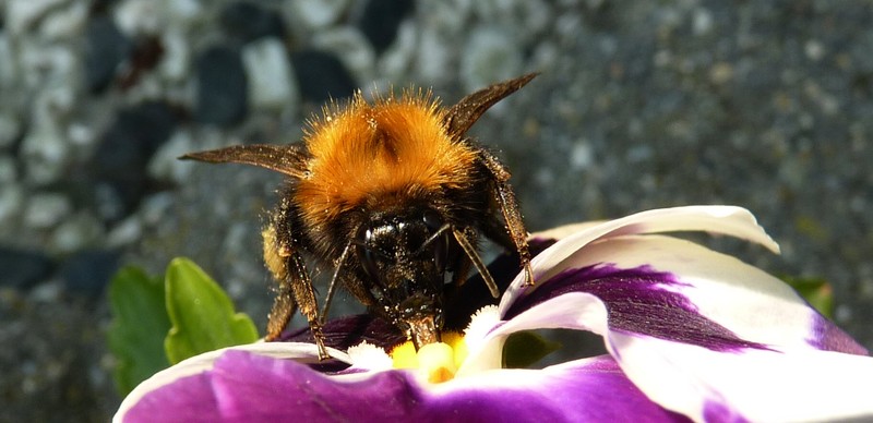Hommel