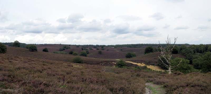 Heide