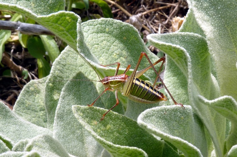 Springhaan
