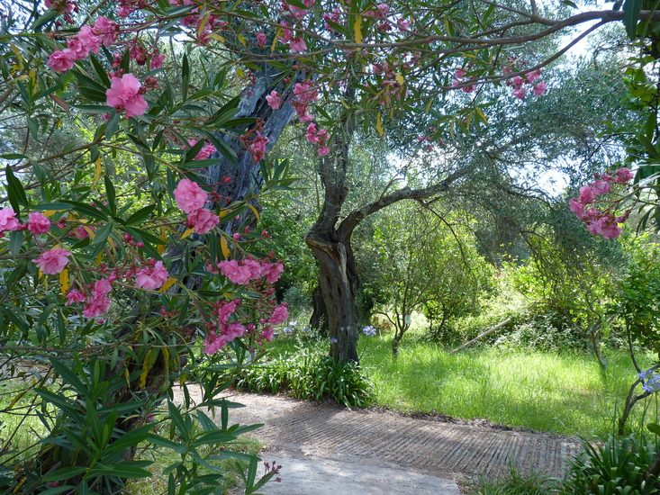 Tuin