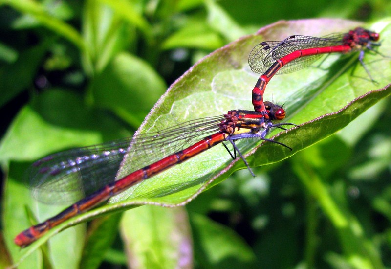 libelle