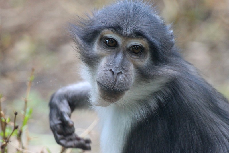 Witkruinmangabeys