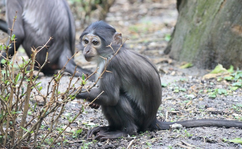Witkruinmangabeys