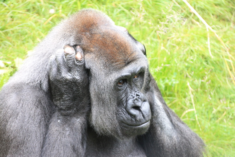 Gorilla
