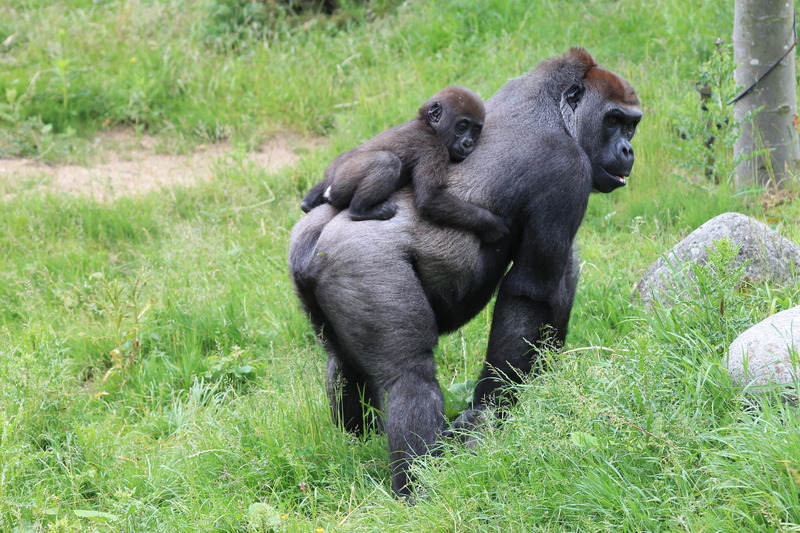 Gorilla
