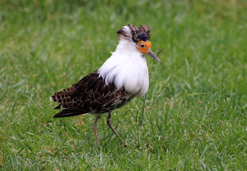 Vogel
