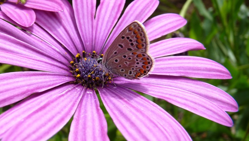 Vlinder