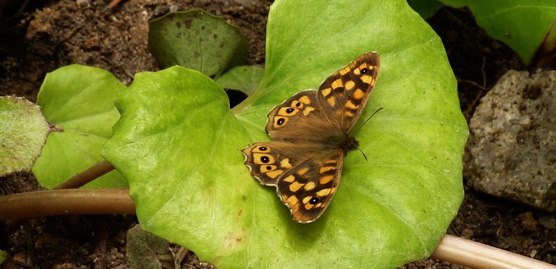 Vlinder