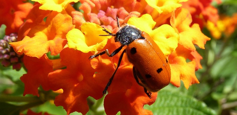 Insect