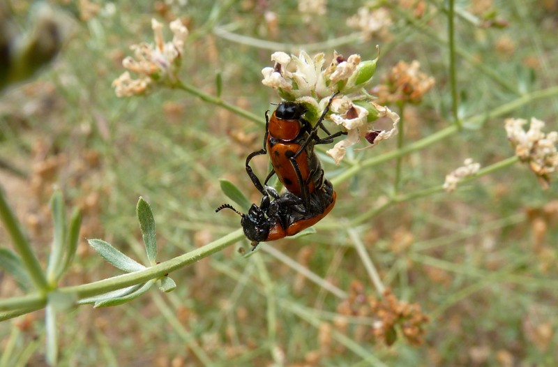 Insect