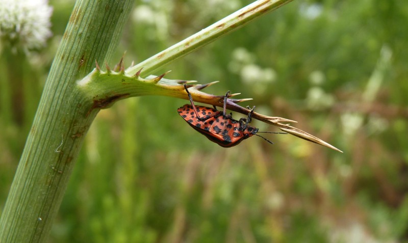 insect