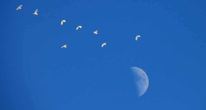 Witte Reigers Maan