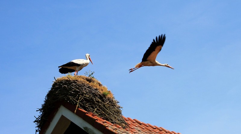 Ooievaar