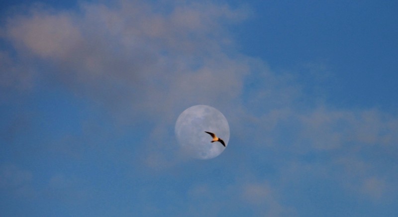 Mooncrosser