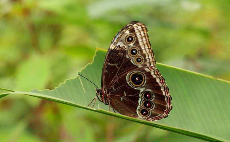 Vlinder