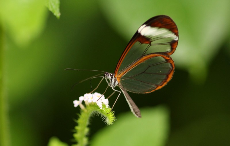 Vlinder
