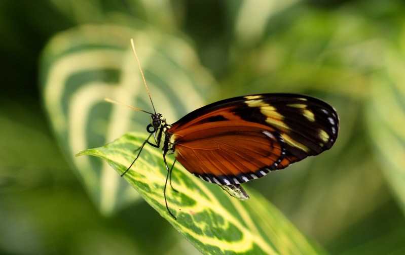 Vlinder
