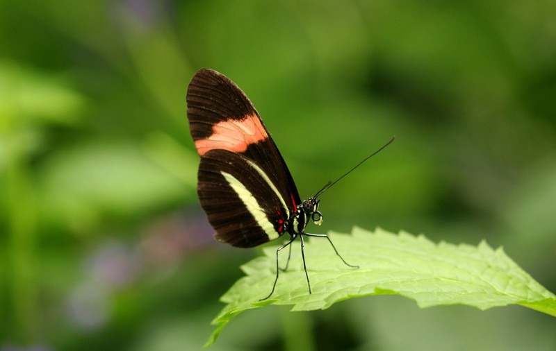 Vlinder