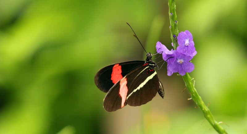 Vlinder