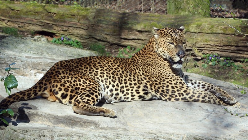 Sri Lanka Panter