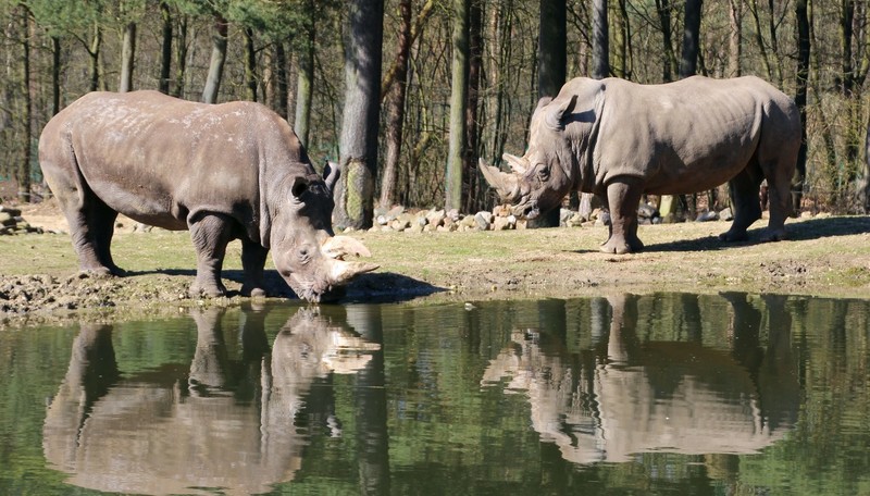Neushoorn