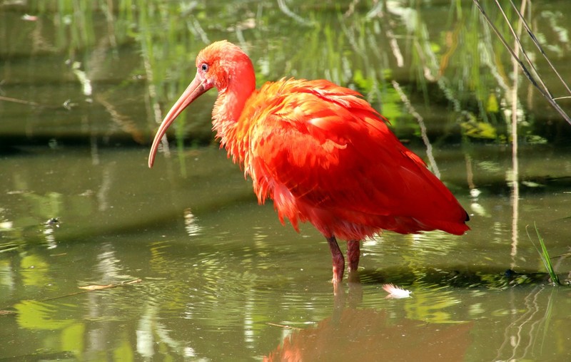 Rode Ibis
