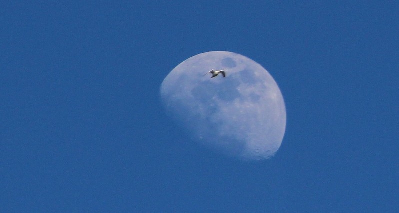Mooncrosser