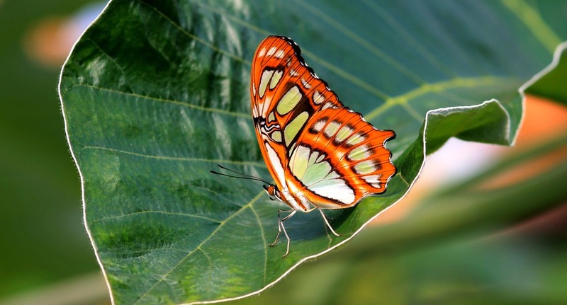Vlinder