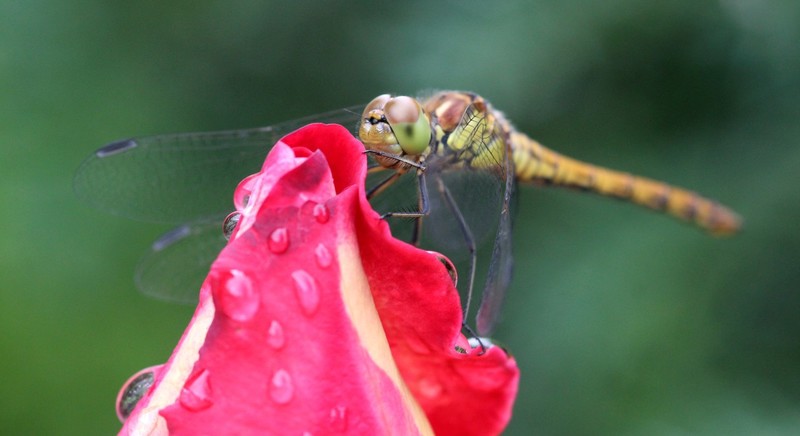 Libelle