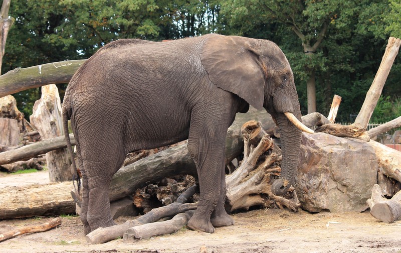 Olifant