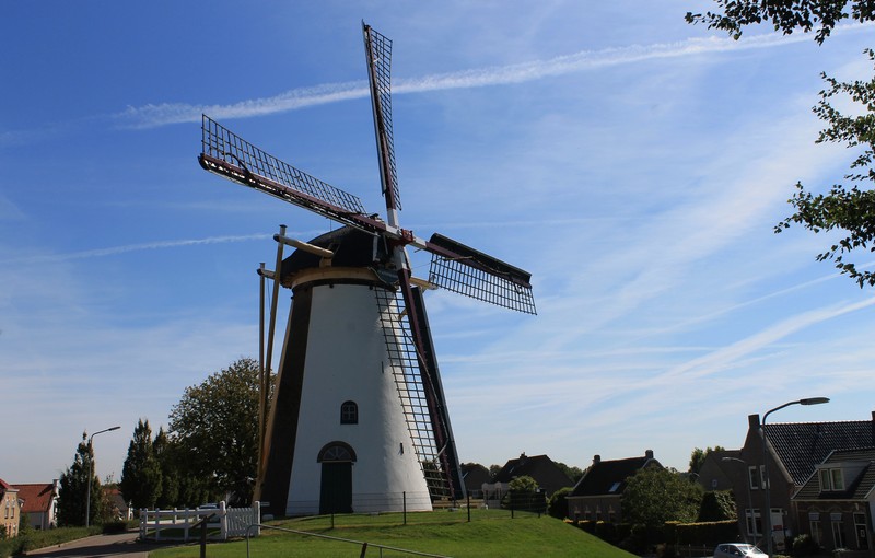 De Korenbloem