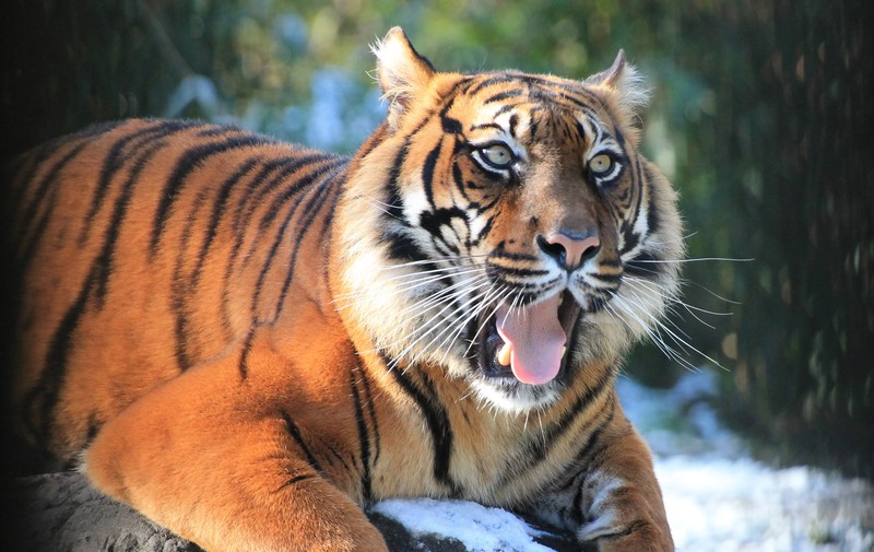 Tijger