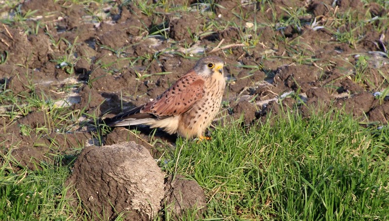 Roofvogel