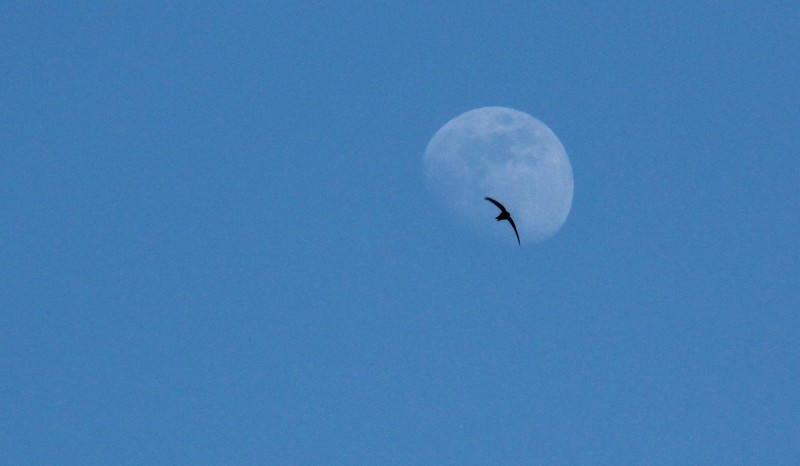 Mooncrosser