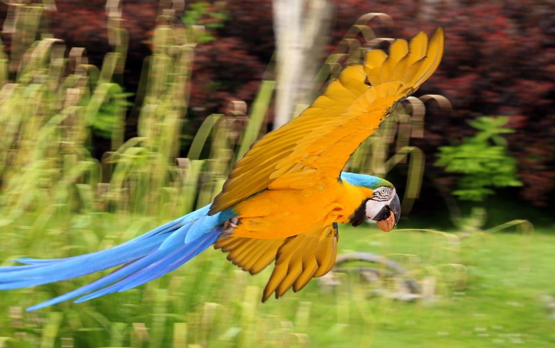 vogel