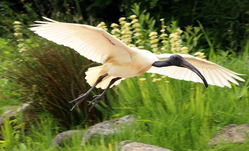 ibis