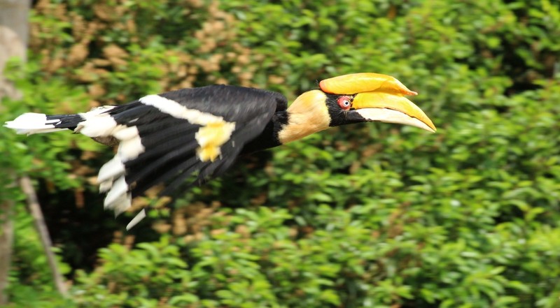 vogel