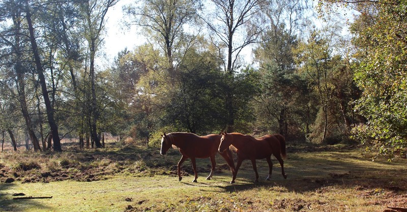 Wilde paarden