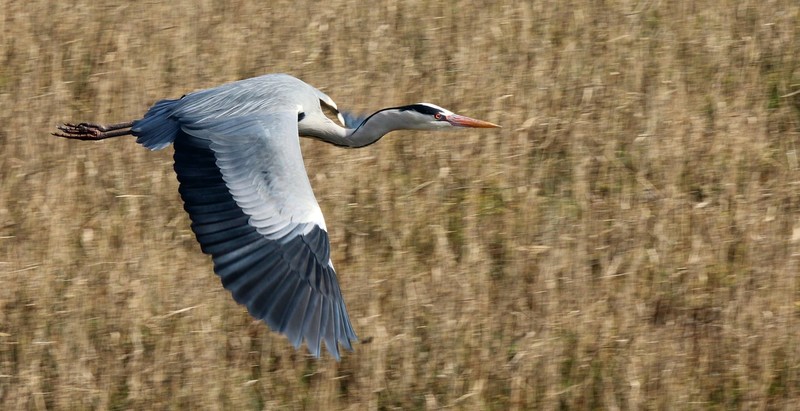 Reiger