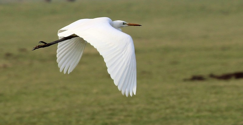 Witte Reiger