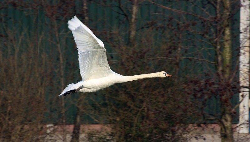 Zwaan