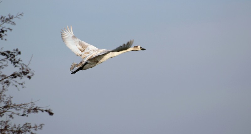 Zwaan