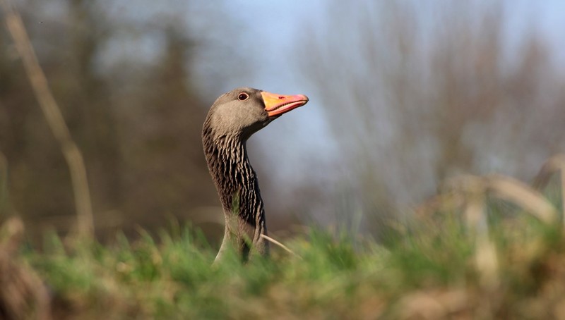 Gans