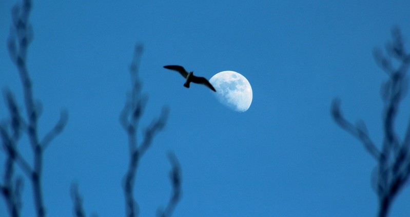 mooncrosser