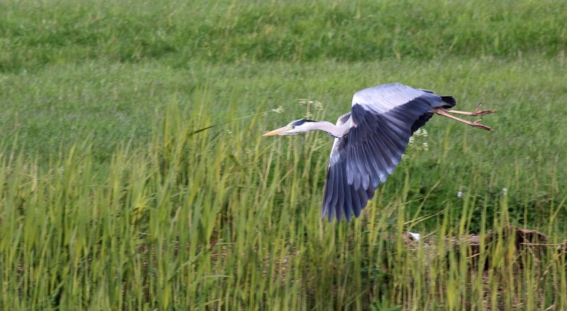 Reiger