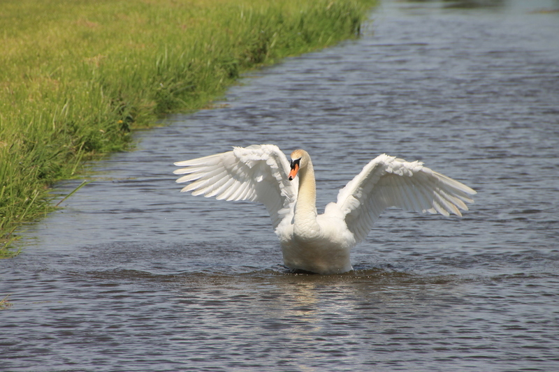 Zwaan